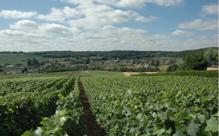 Balade dans les vignobles de Festigny pour visiter la Marne ©vinsvignesvignerons 