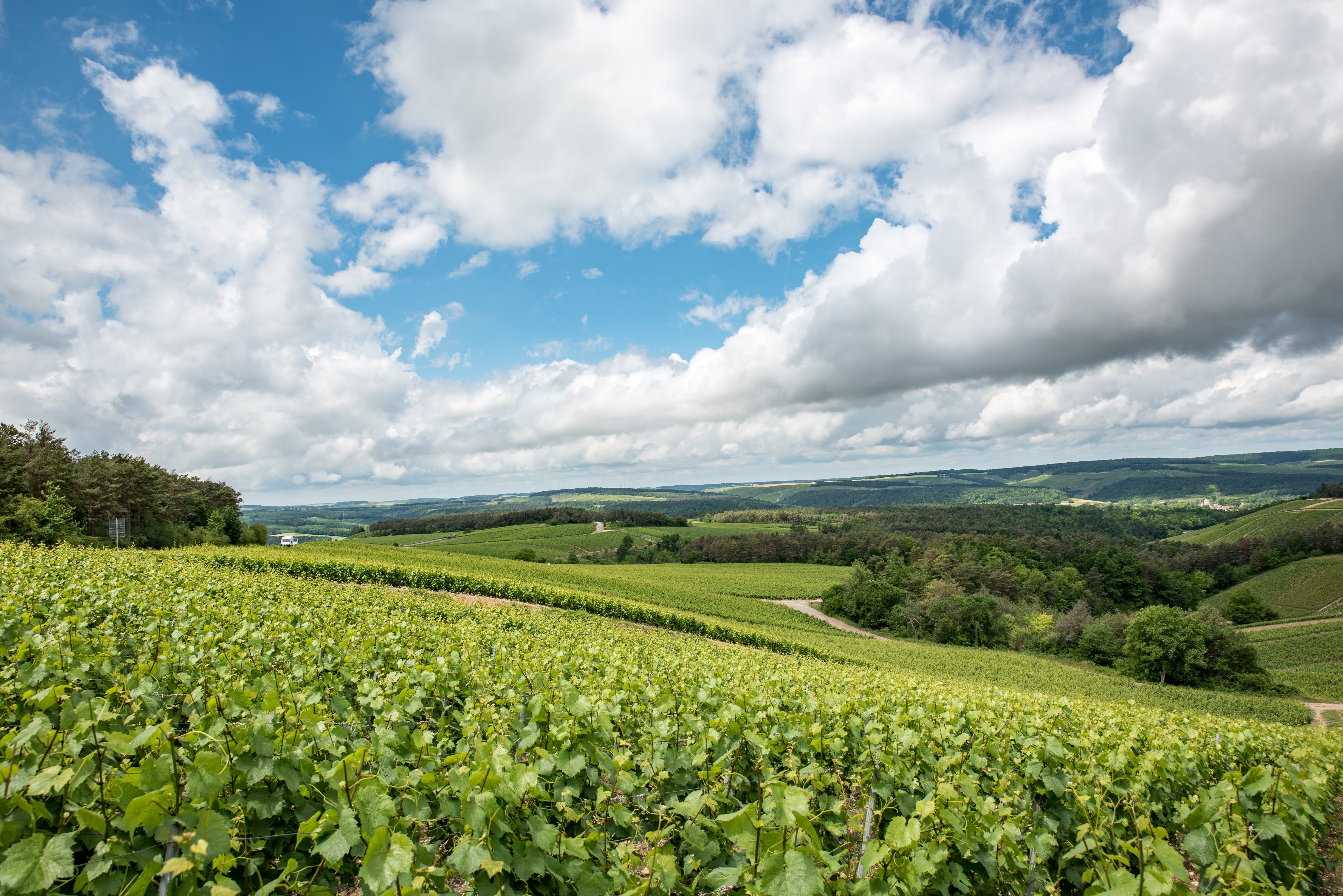 Visiter l'Aube et les Riceys au coeur des vignobles de Champagne © Office de Tourisme les Riceys