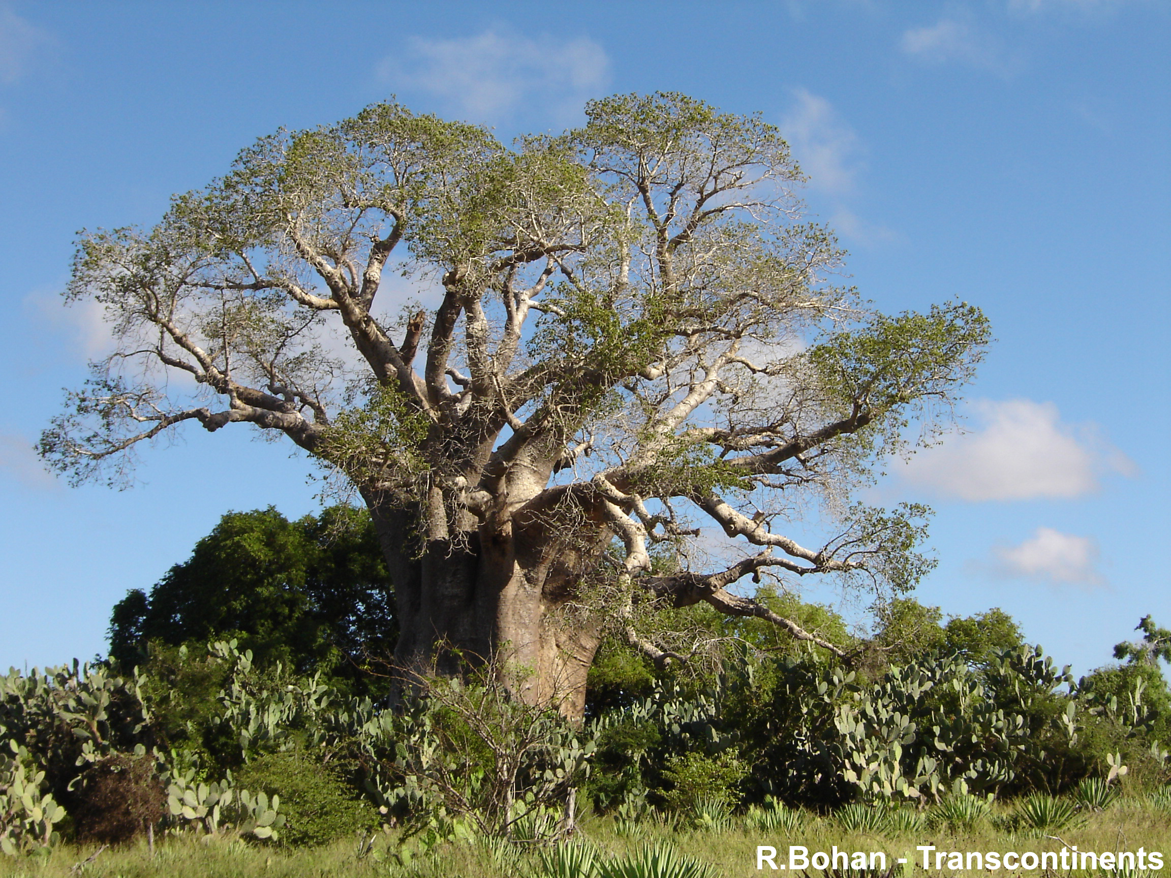 Le Baobab d'Ampanihy à Sainte-Marie Nosy Boraha ©  R Bohan