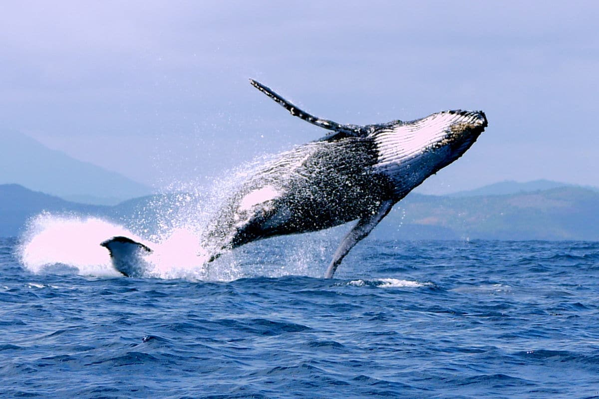 Les baleines à bosse de Nosy Boraha © baleinesrandeau.com