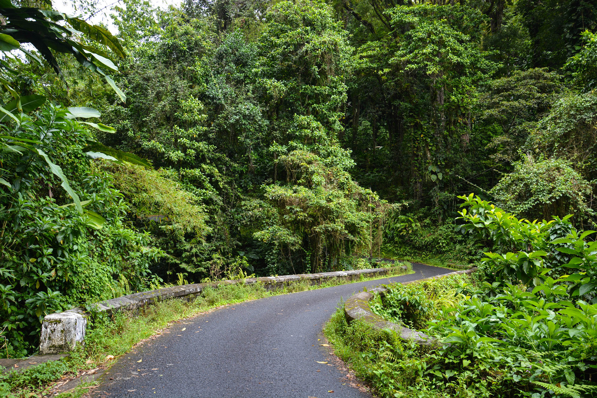 La route de la Trace est une étape incontournable pour visiter la Martinique © carnetdetipiment.com