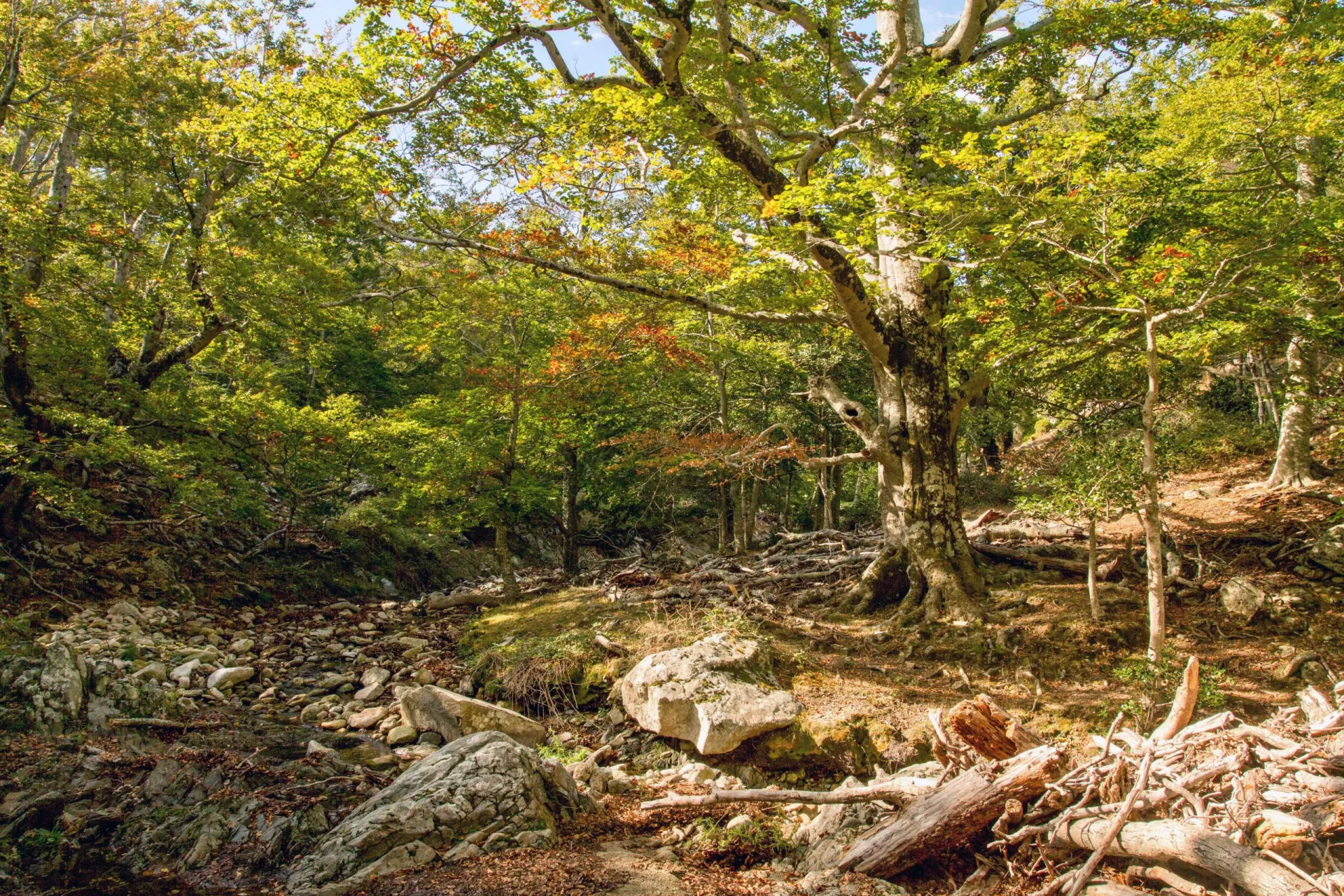 La réserve de la forêt de la Massane est l'une des rares forêts de Hêtre en France © RNNMassane.fr