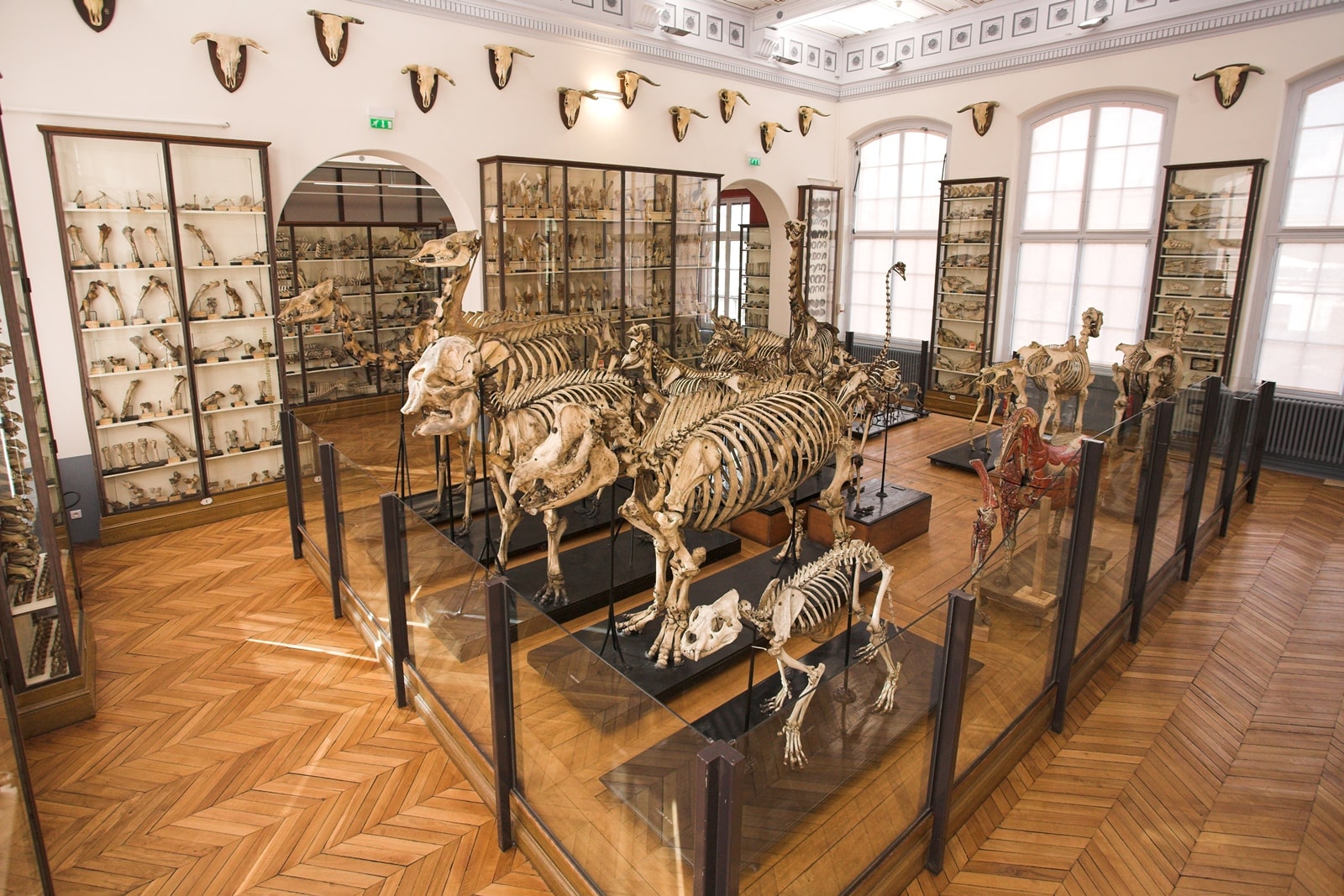 Visiter le Musée Fragonard de l'école vétérinaire de Maisons-Alfort © Val de Marne Tourisme et Loisirs