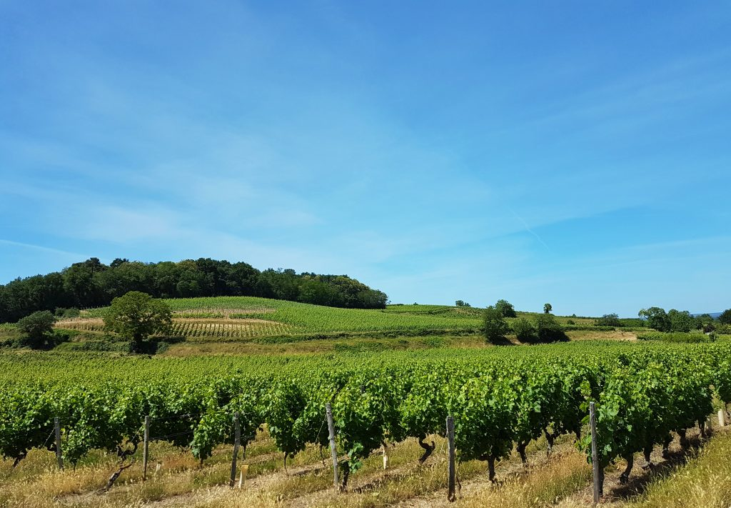 Des vignobles de Champagne à proximité de Reims © Tourisme Viticole