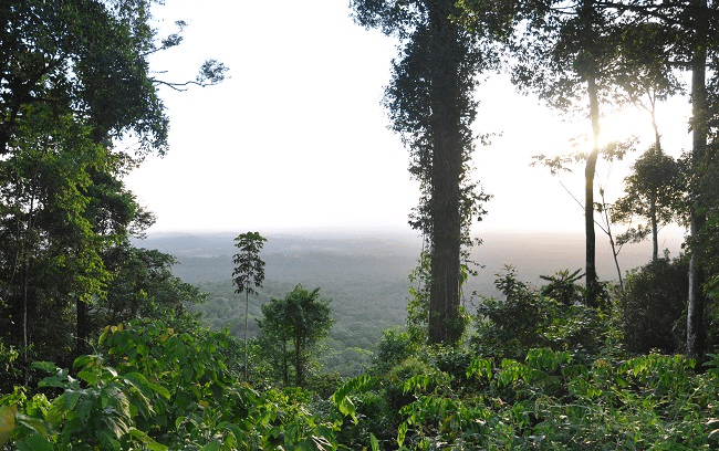 La réserve naturelle du Trésor pour visiter la Guyane © DR