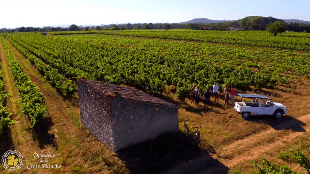 Vignobles du Domaine de la Croix Blanche © Domaine de la Croix Blanche