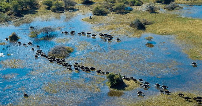 Animaux au Botswana © DR