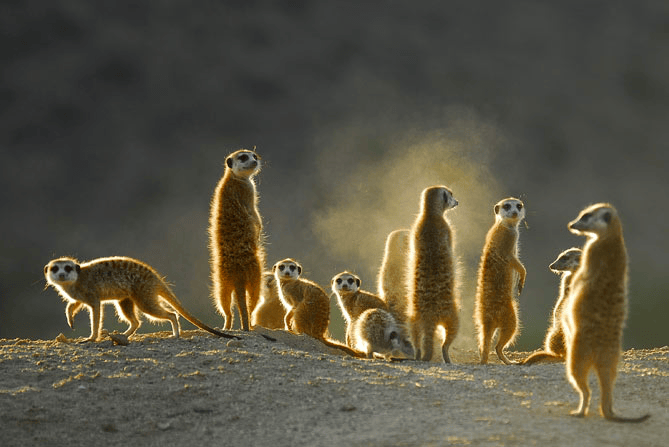 Les suricates du Botswana © DR