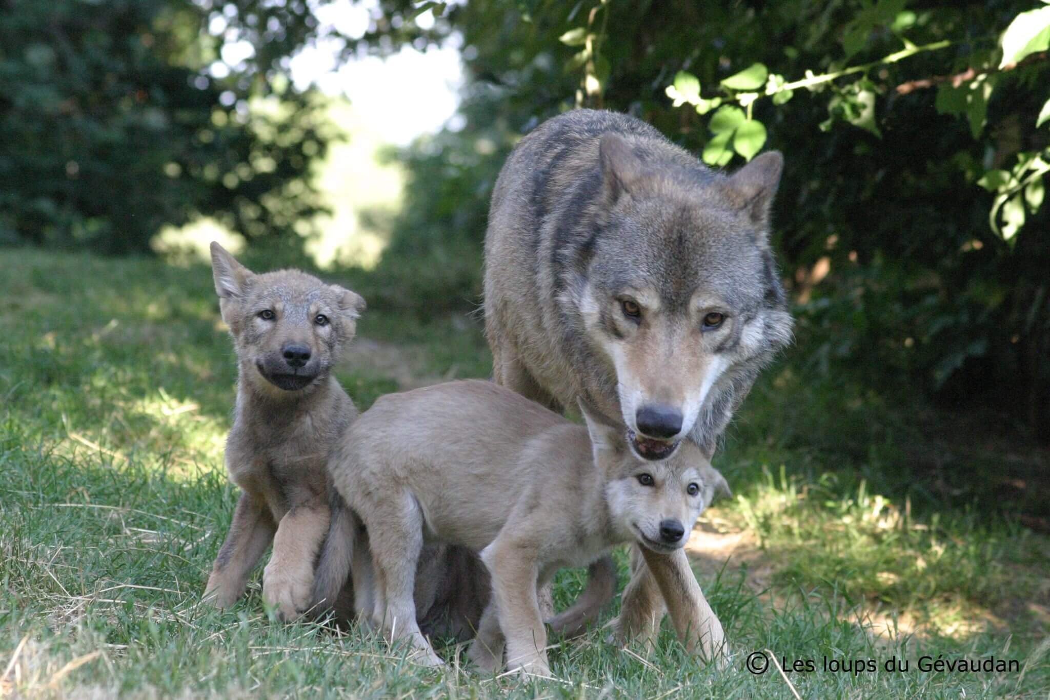 Venez rendre visite au Loups du parc animalier Les Loups du Gévaudan ©Les Loups du Gévaudan