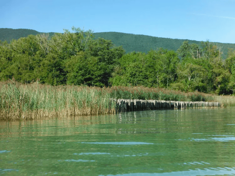 Comptage Wetlands au Lac d’Annecy © SILA