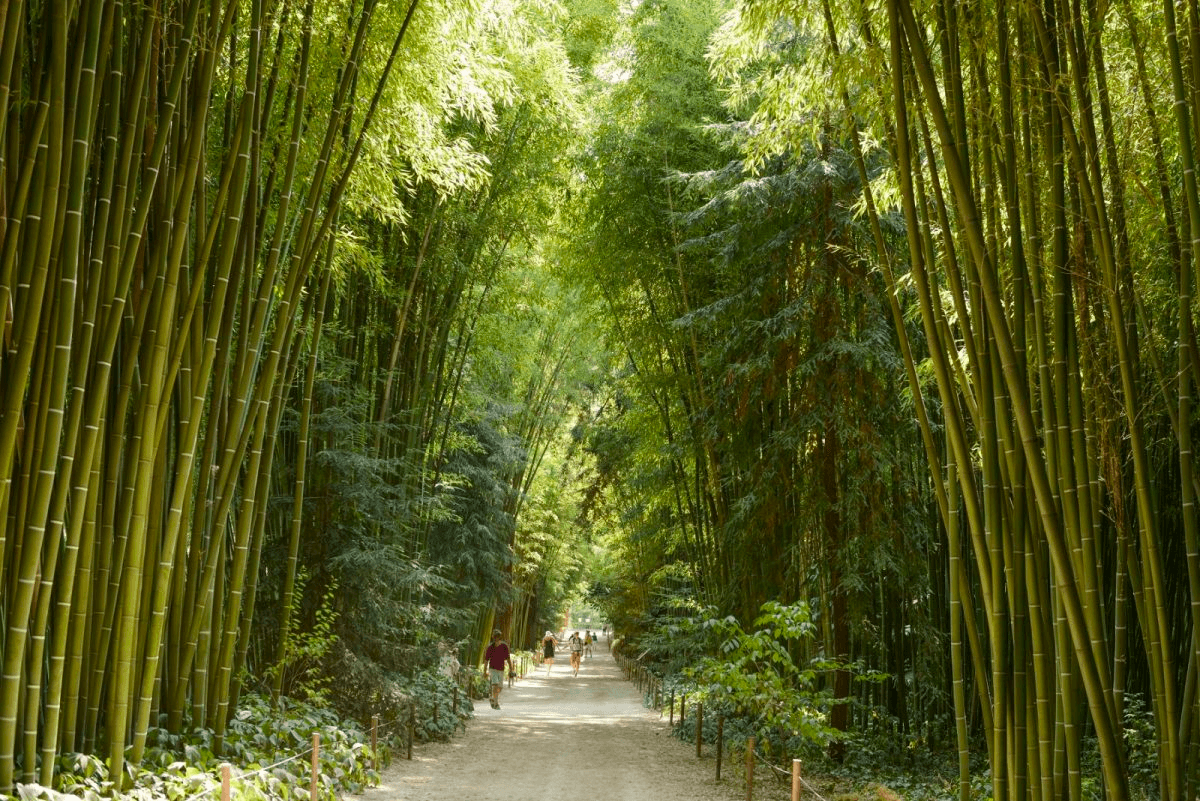 La Bambouseraie en Cévennes, un jardin exceptionnel situé à Générargues  © Générargues