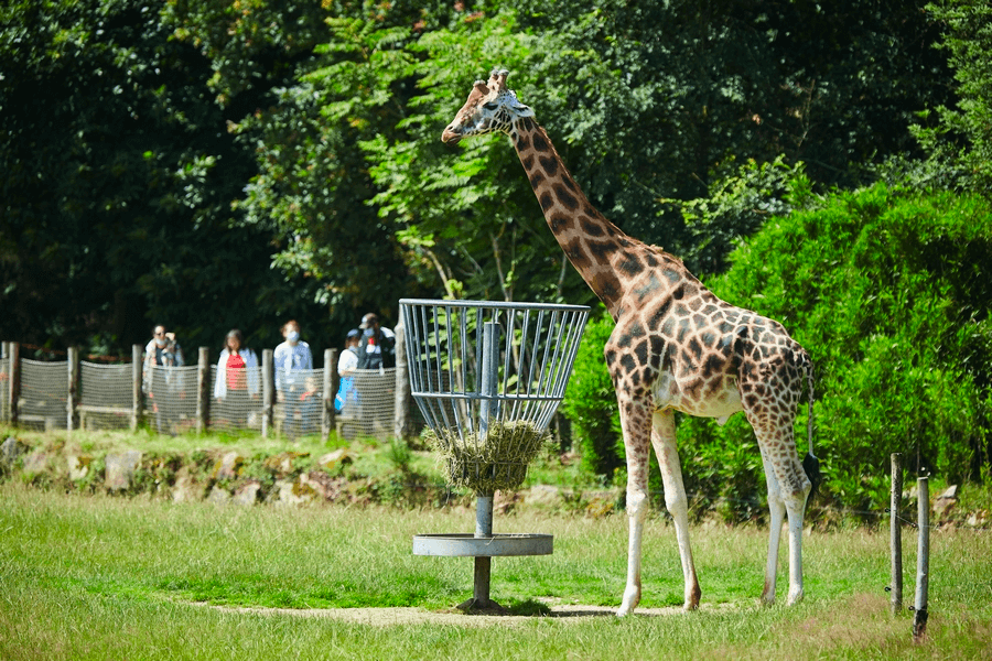 Parc animalier et botanique de Branféré parmi les zoos du Morbihan © Damgan La Roche Bernard Tourisme