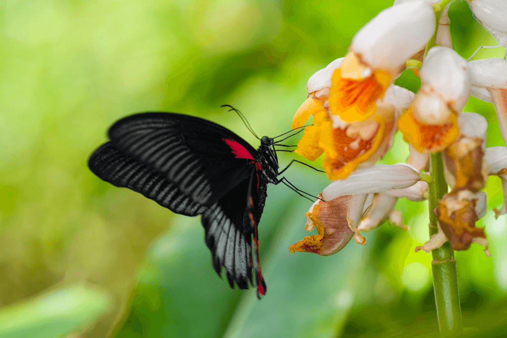 Au Paradis du Papillon ©Guide des Landes