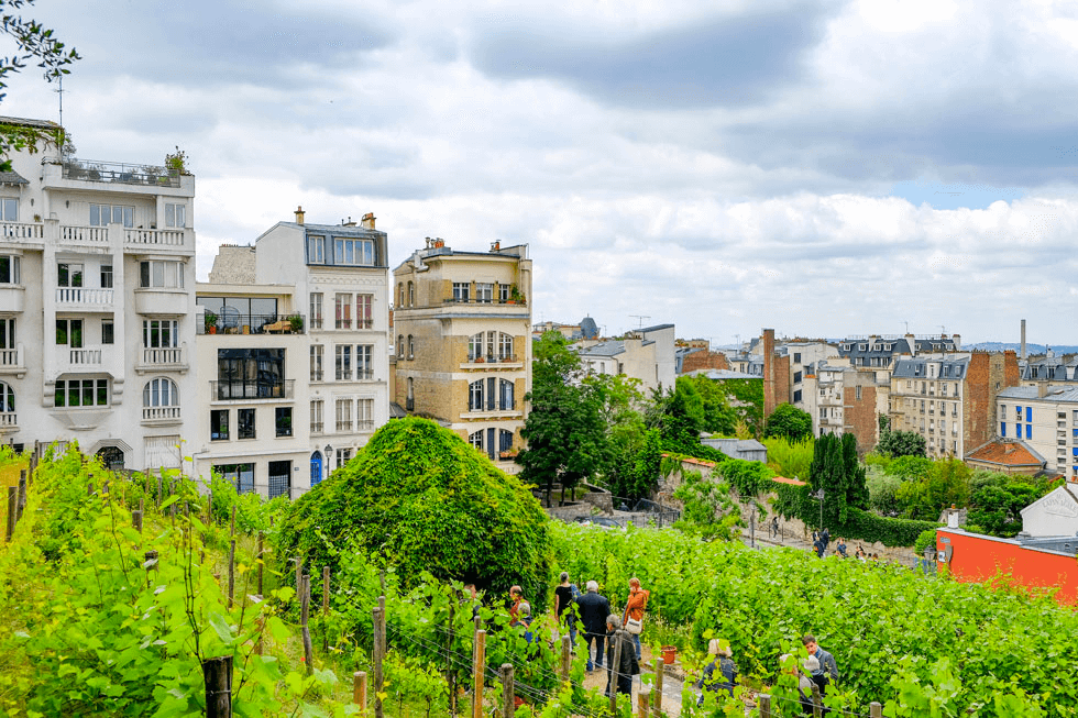 Visite à pied des Vignes du Clos Montmartre © Parisiennement Vôtre  / Mathieu Ramus