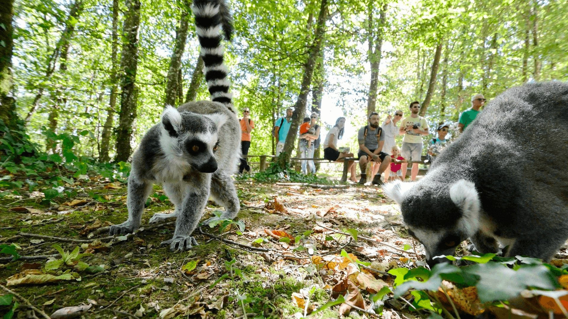 La Vallée des Singes parmi les zoos de la Vienne © Tourisme Civraisien en Poitou