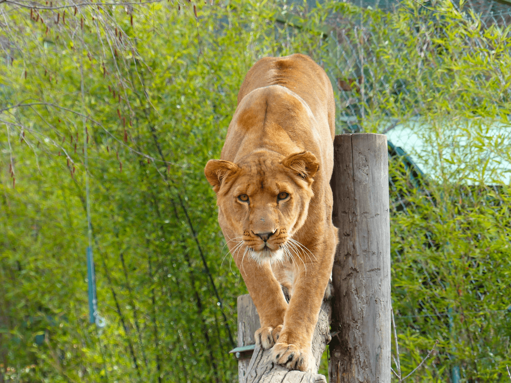 Parc animalier de Casteil ©Villefranche-de-Conflent