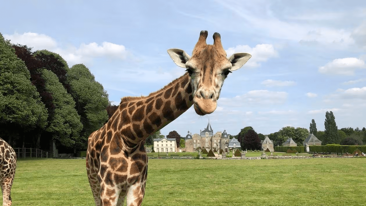 Zoo de la Bourbansais parmi les zoos d'Ille-et-Vilaine ©Ouest France