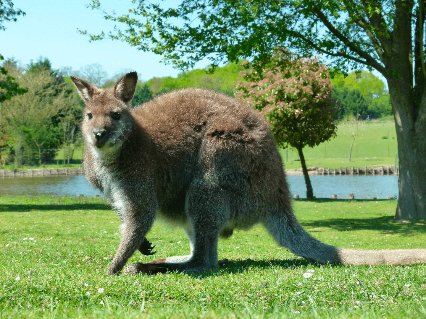 Jardin des Kangourous ©Anjou Tourisme