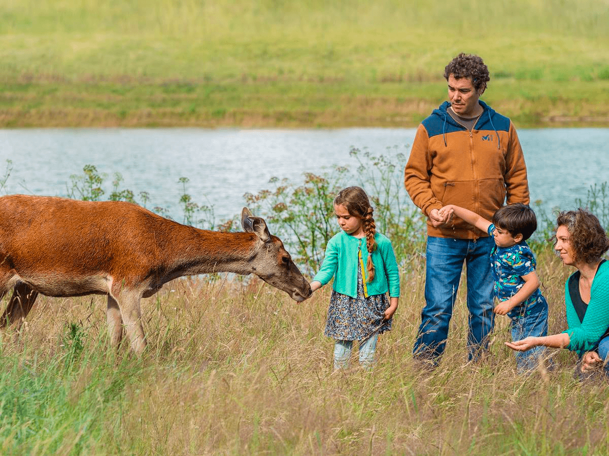 Les cerfs de la Fardellière ©Les cerfs de la Fardellière