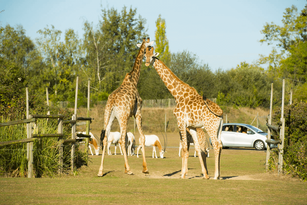 Le parc animalier Planete Sauvage ©Surprenant Choletais