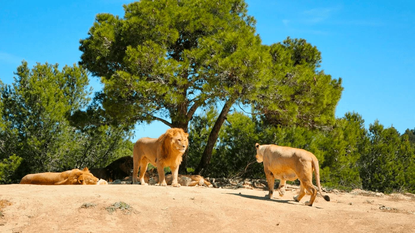 La Réserve africaine de Sigean parmi les zoos de l'Aude ©Familiscope