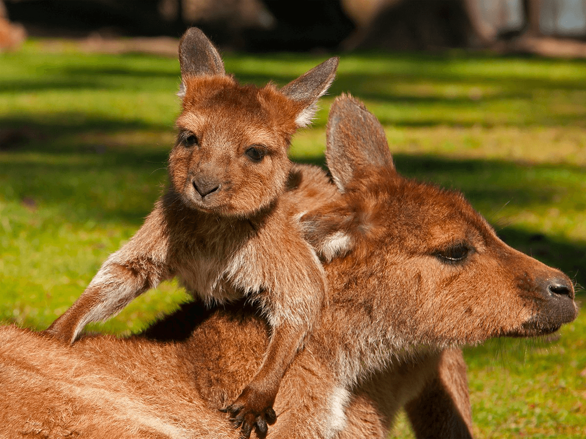 Le Parc Australien parmi les zoos de l'Aude ©Aude Tourisme