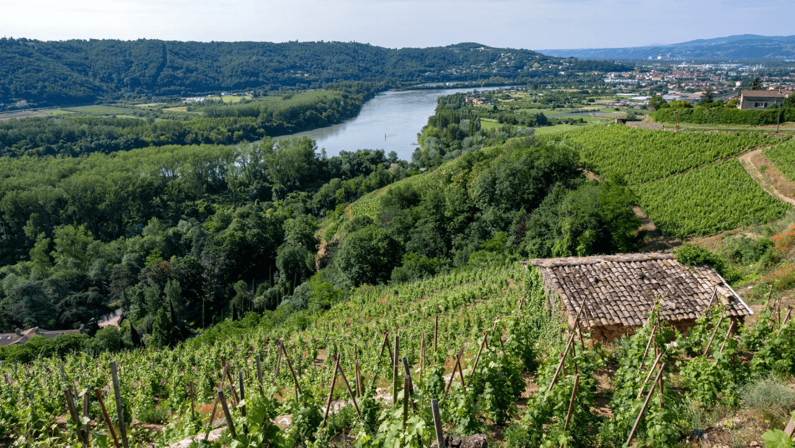 Vue depuis les vignes de Condrieu, descendant vers le Rhône ©wine-searcher