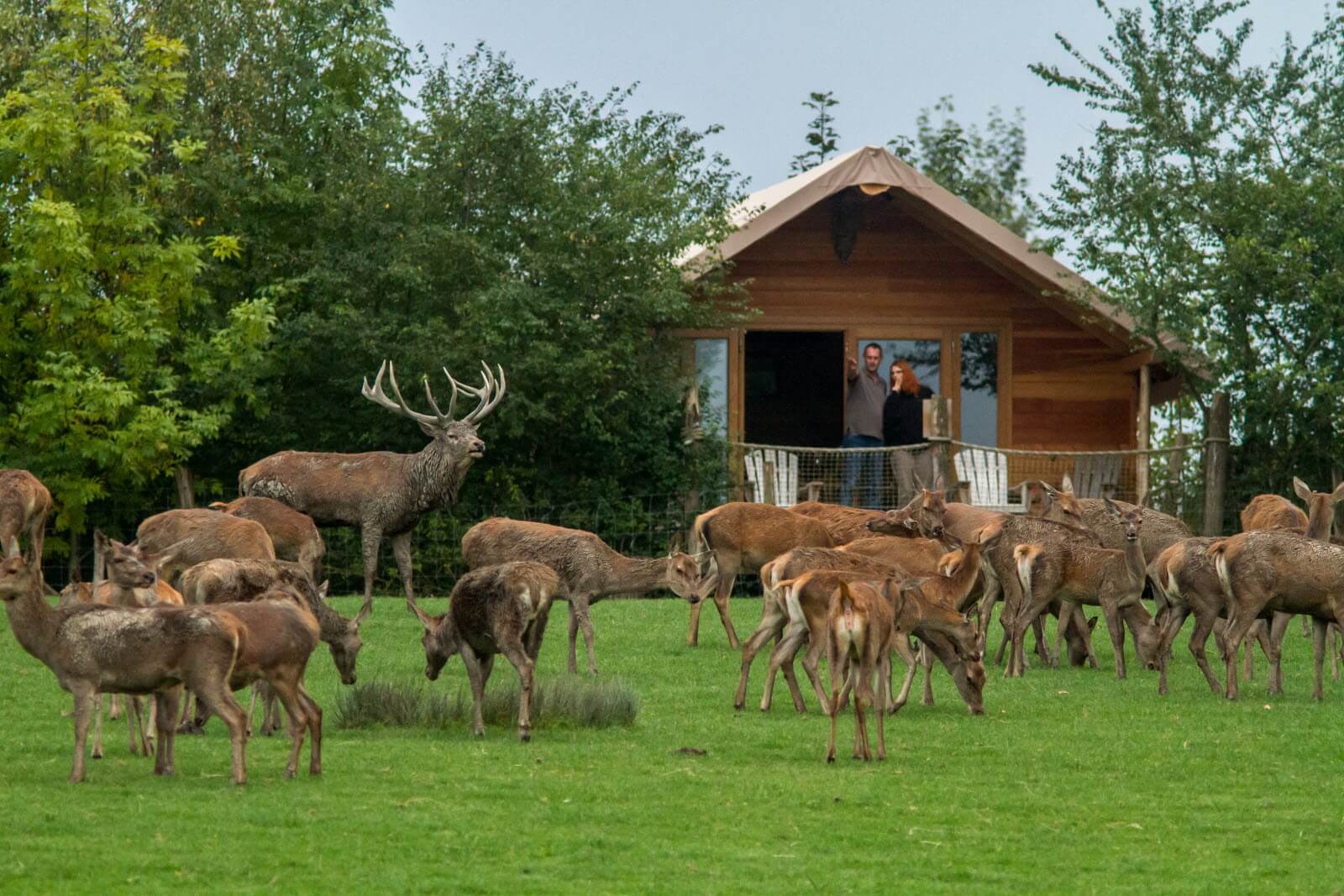 Soyez au plus près de animaux du parc animalier Sainte-Croix en Moselle ©Le Progrès
