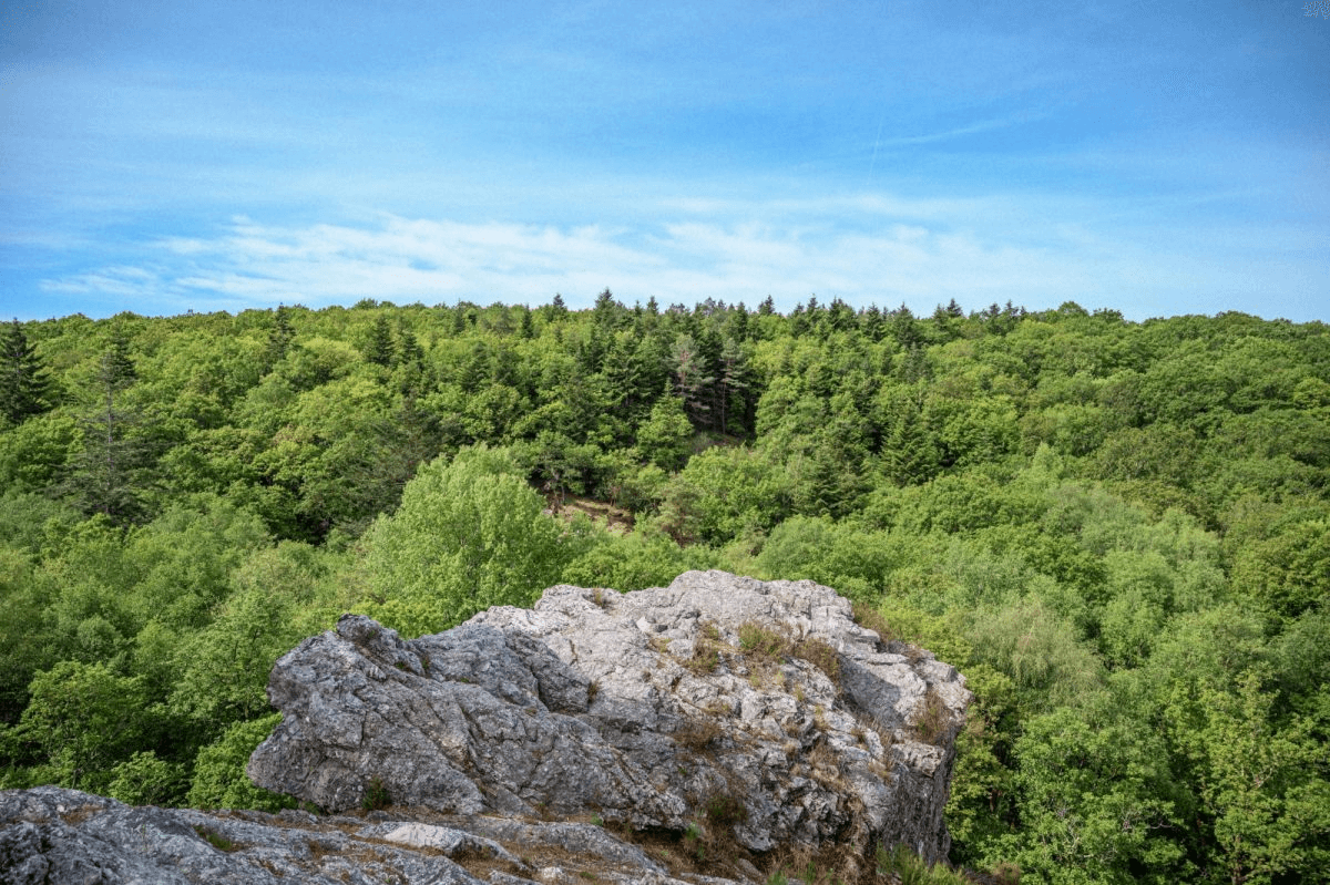 La Forêt domaniale de Sillé le Guillaume idéal pour les randonnées © Sarthe Tourisme