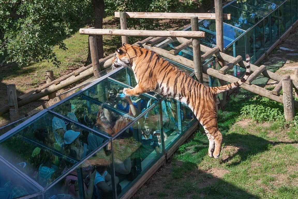 Un des tigres du Zoo de la Tête d'Or sautant "sur" les visiteurs ©La Compagnie des Petits