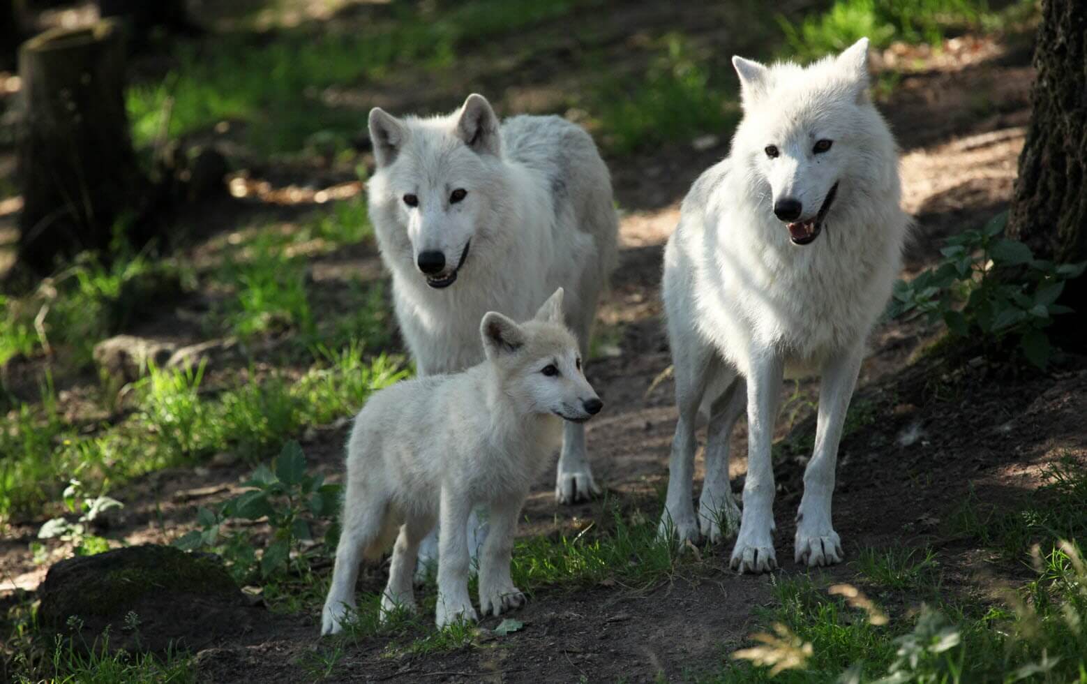 Les loups arctiques du Parc de Courzieu, avec la petite louve Oliska ©Isabelle Leca