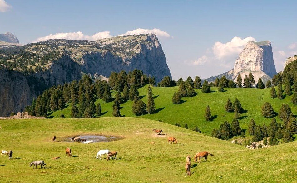 Des chevaux qui se reposent dans le parc naturel régional du Vercors ©Saint-Marcellin Vercors Isère Tourisme