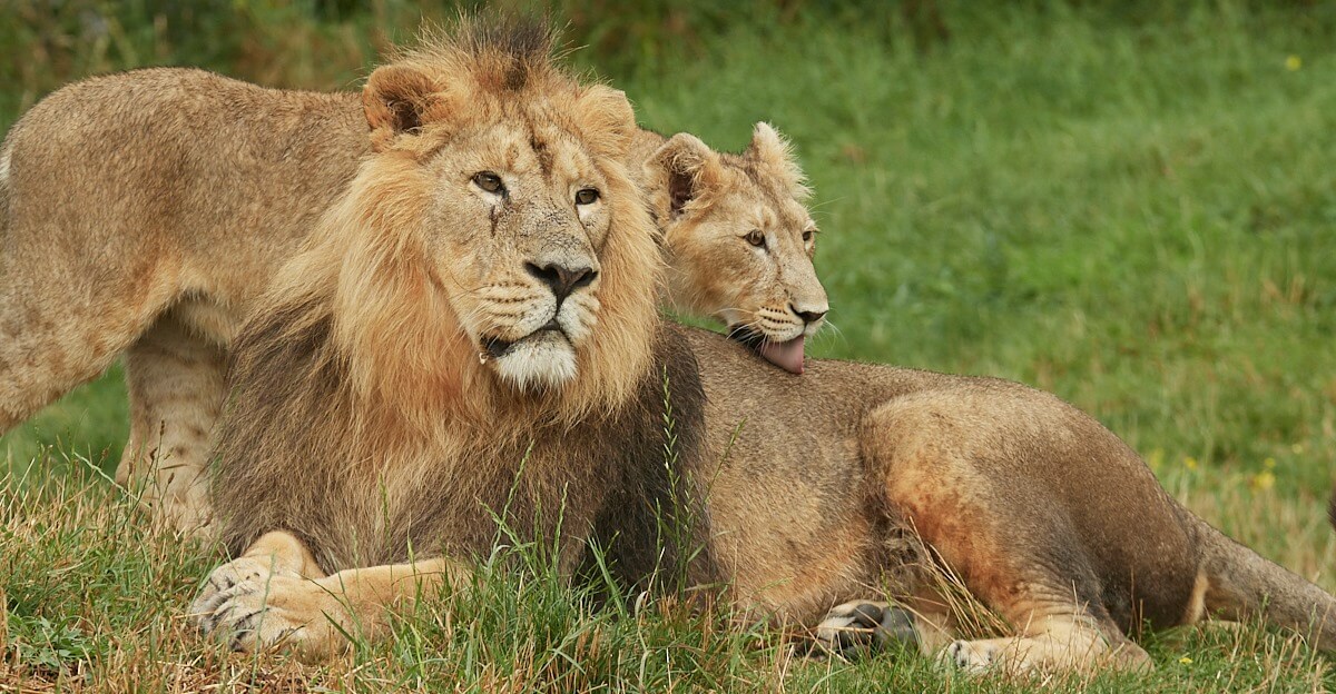 Observez les lions et lionnes dans le parc animalier Le Pal ©Generation Voyage