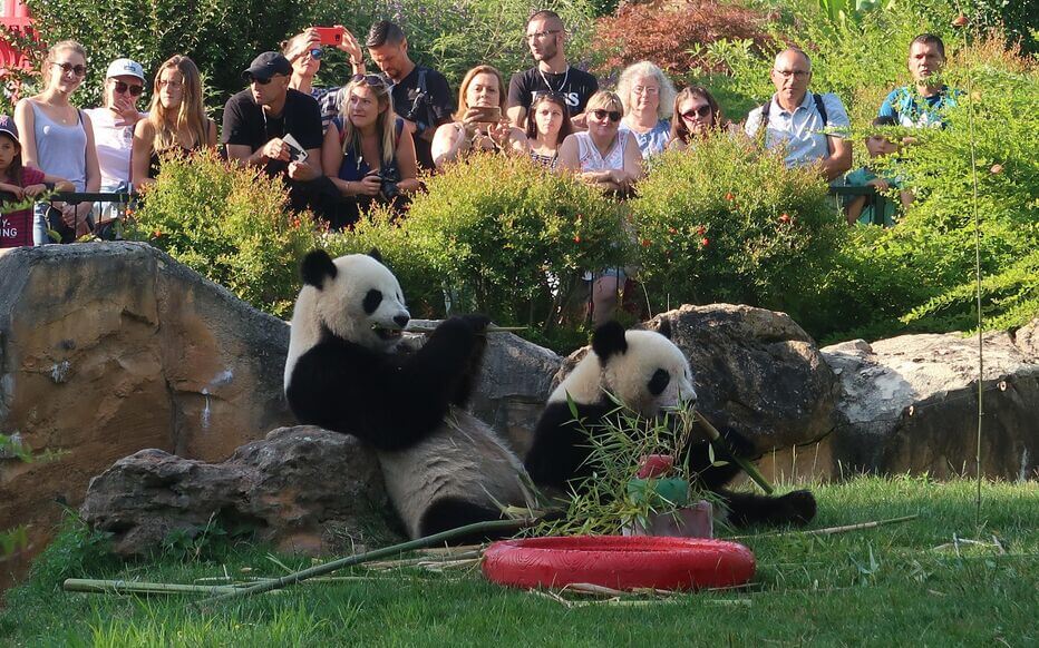 Faites une visite du zoo de Beauval et allez dire bonjour aux pandas ©Le Parisien 