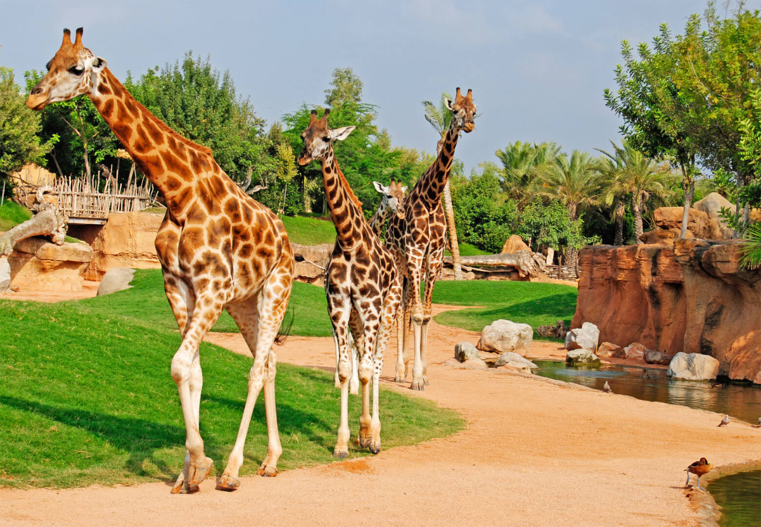 Les girafes du Bioparc et Zoo de Doué la Fontaine ©Château des Briottières