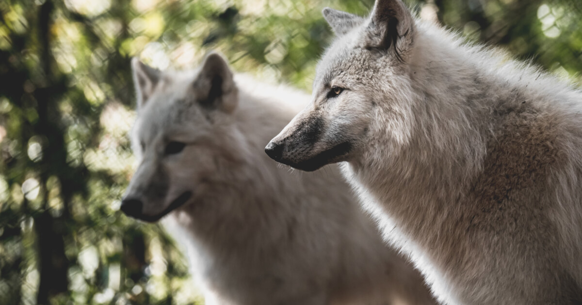 Les loups blancs du Parc Argonne Découverte © Parc Argonne Découverte