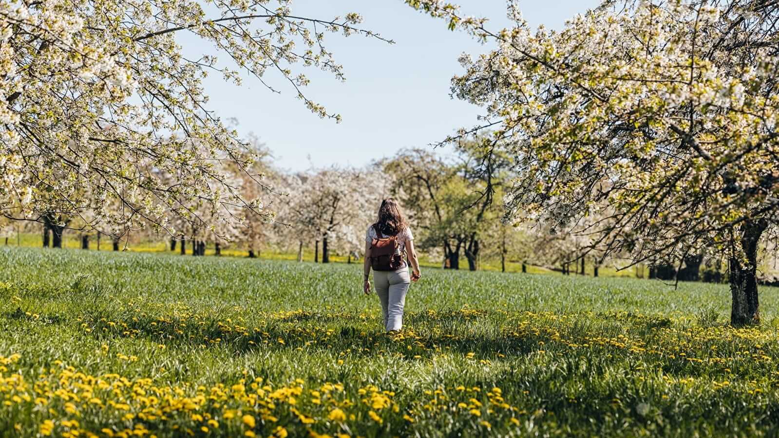 Parcourez les cerisiers en fleurs jusqu'à l'écomusée de la Cerise à Fougerolles ©Luxeuil-vosges-sud.fr