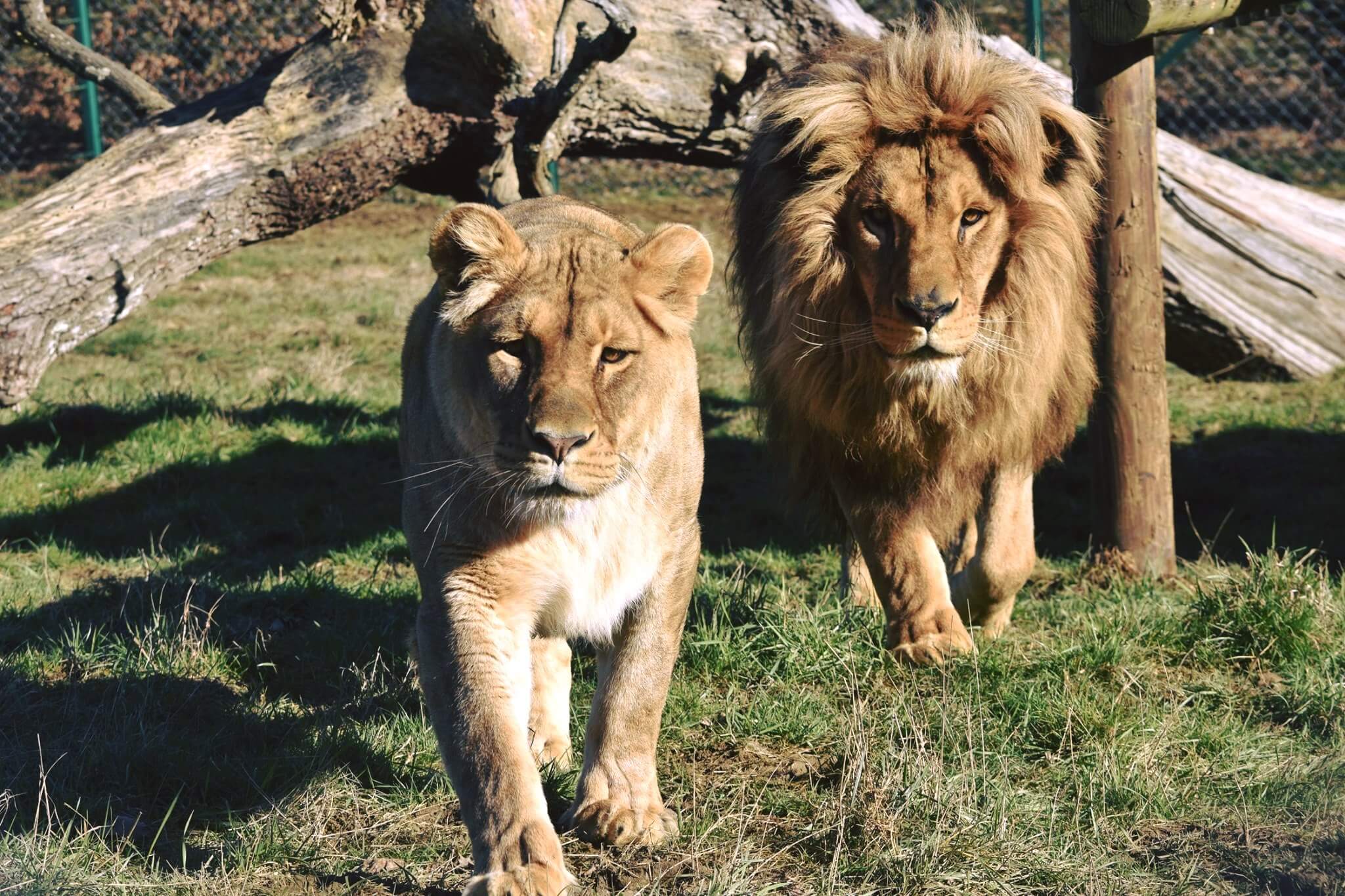 Rendez visites aux nombreux animaux du Parc de l'Auxois ©Nature et Zoo