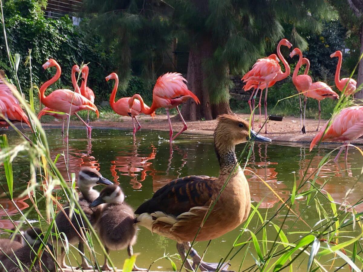 Rendez visite aux nombreux animaux du Zoa Parc Animalier et Botanique ©Pitchoun Sorties
