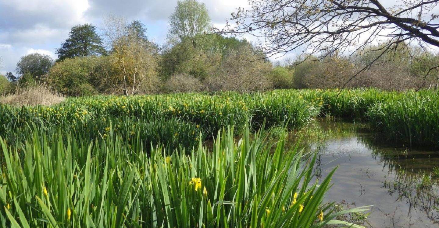 Découvrez la Réserve naturelle régionale du Marais de Taligny, un espace préservez et vivant ©Parc naturel Régional Loire-Anjou-Touraine