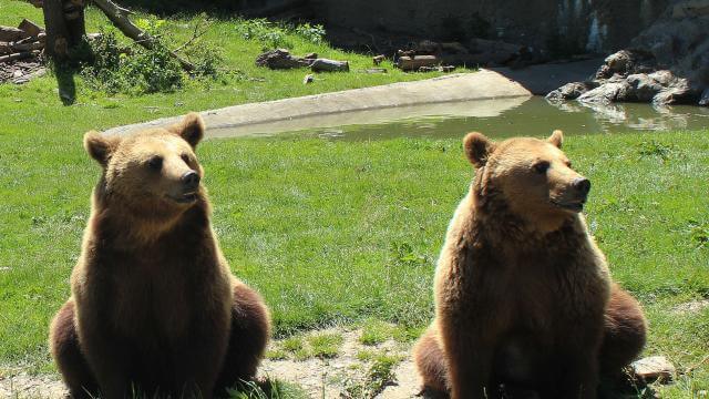 Rendez visite aux ours dans ce parc dédié, dans les Pyrénées-Atlantique ©Tourisme Bearn Gaves